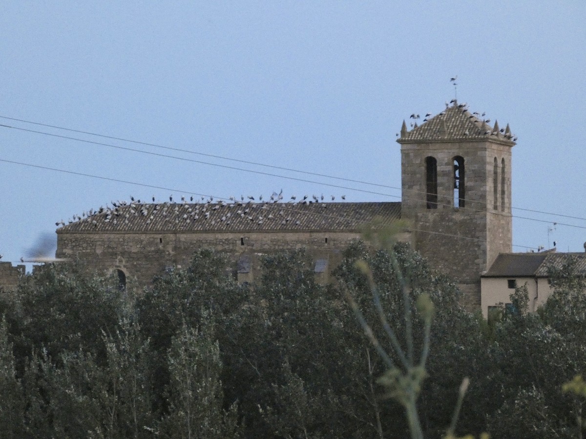 White Stork - ML641353056
