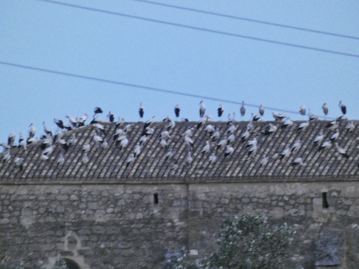 White Stork - ML641353057