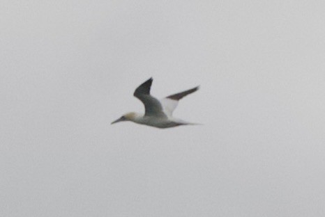 Northern Gannet - ML641353070