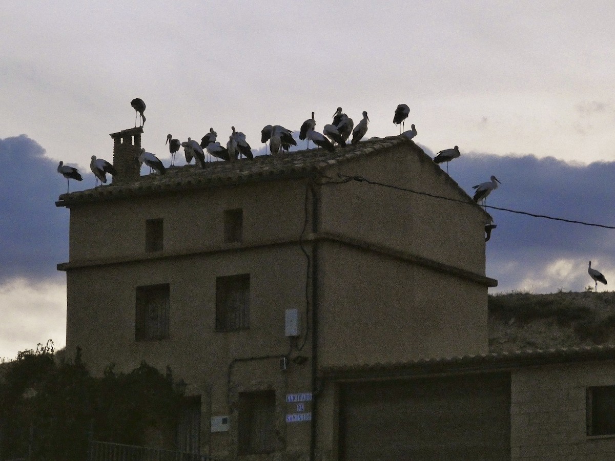 White Stork - ML641353073