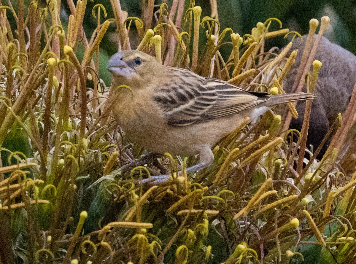 Black Bishop - ML641353086