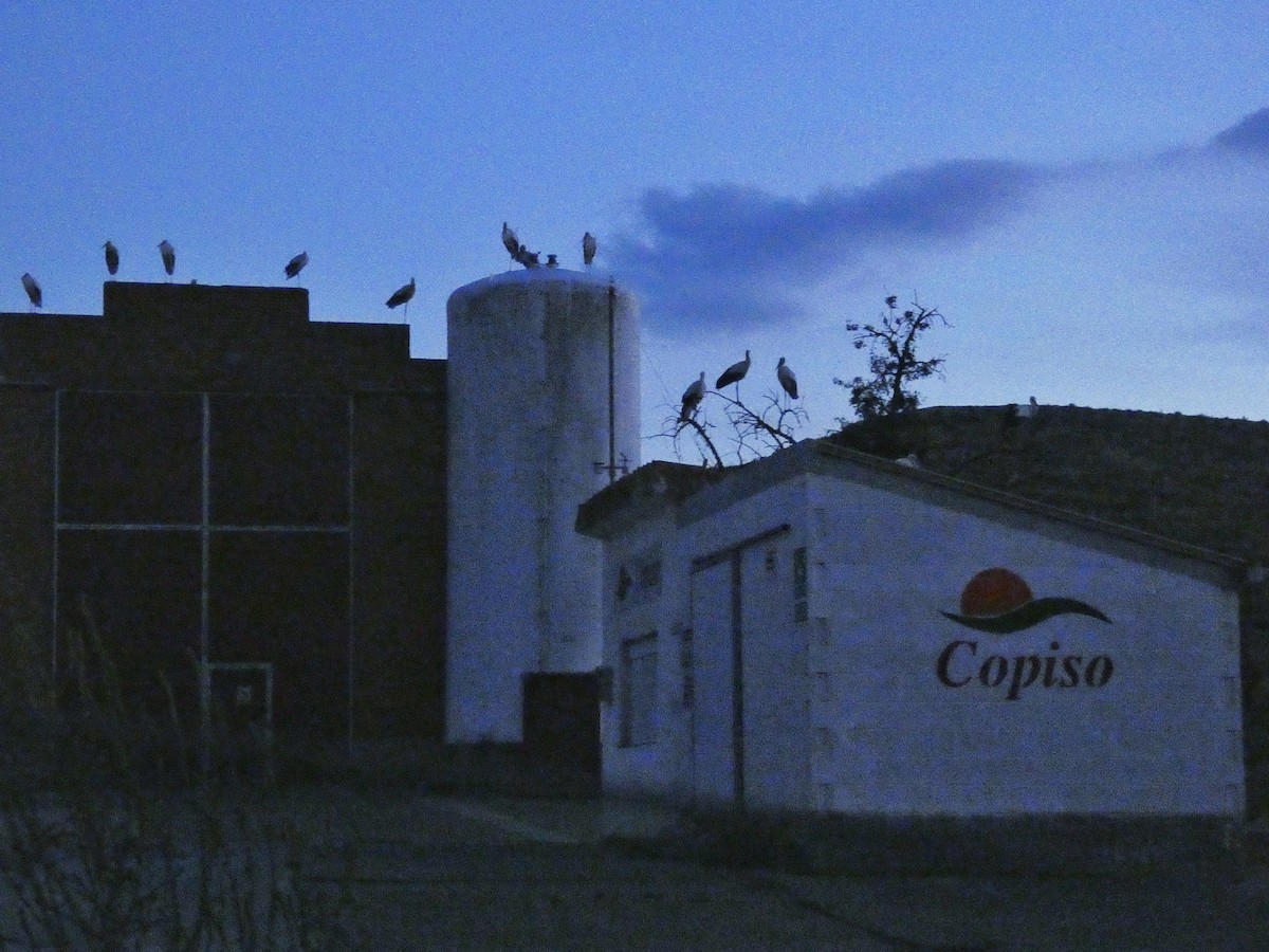 White Stork - ML641353095