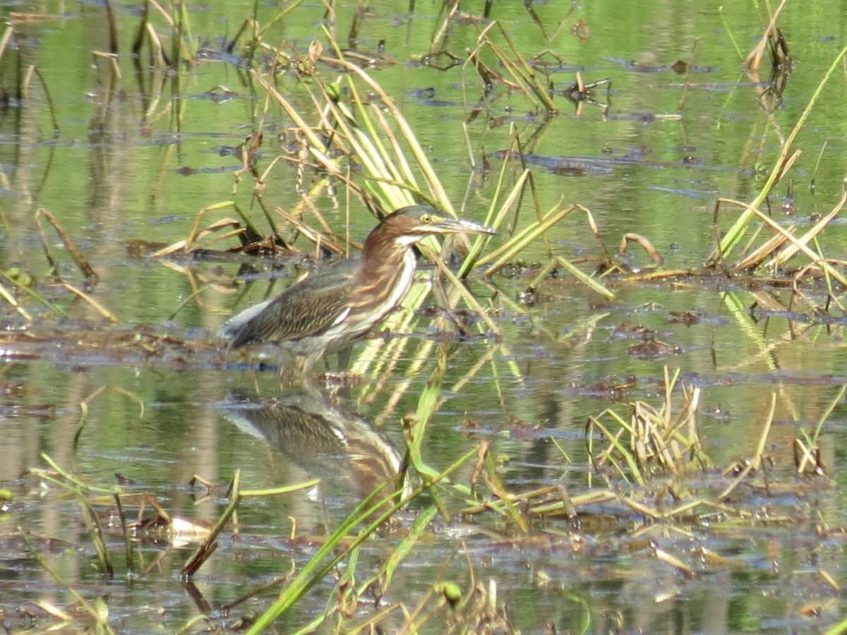 Green Heron - ML641353102