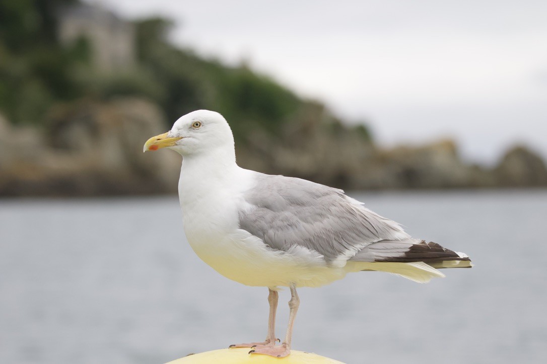 European Herring Gull - ML641353118