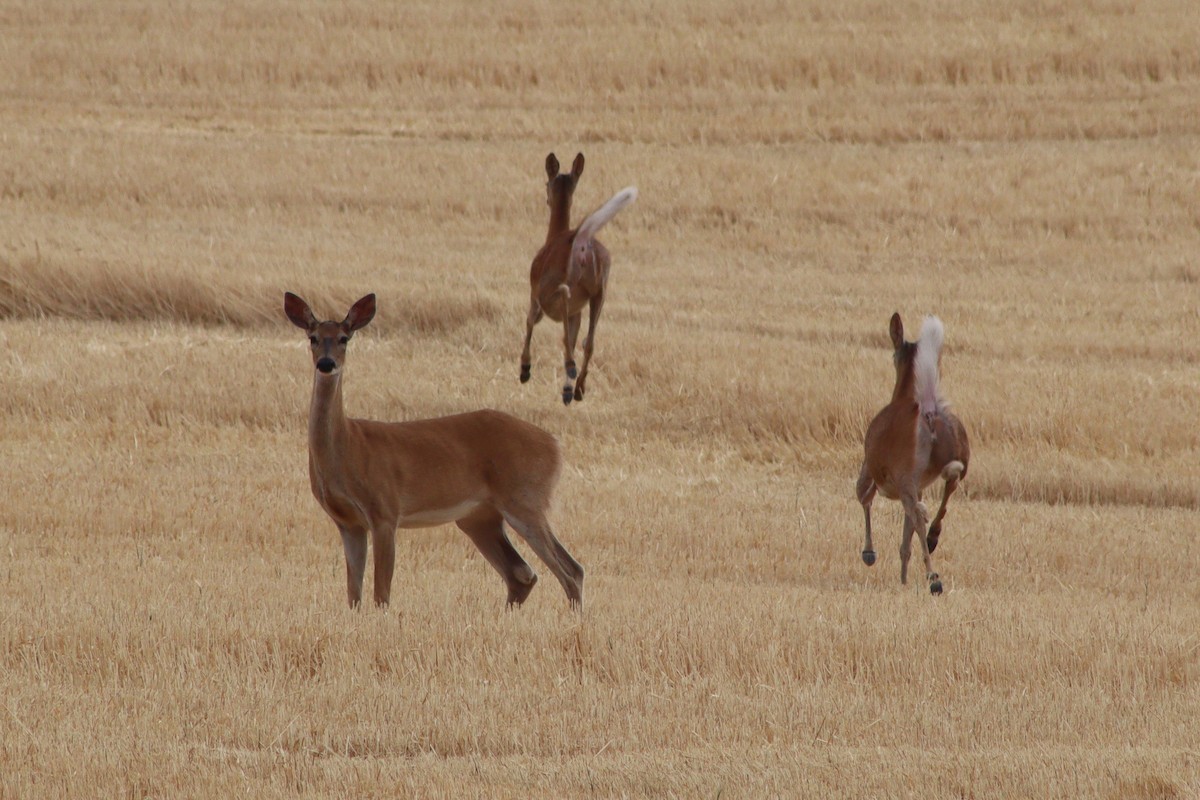 Northern Rocky Mountains White-tailed Deer - ML641353123