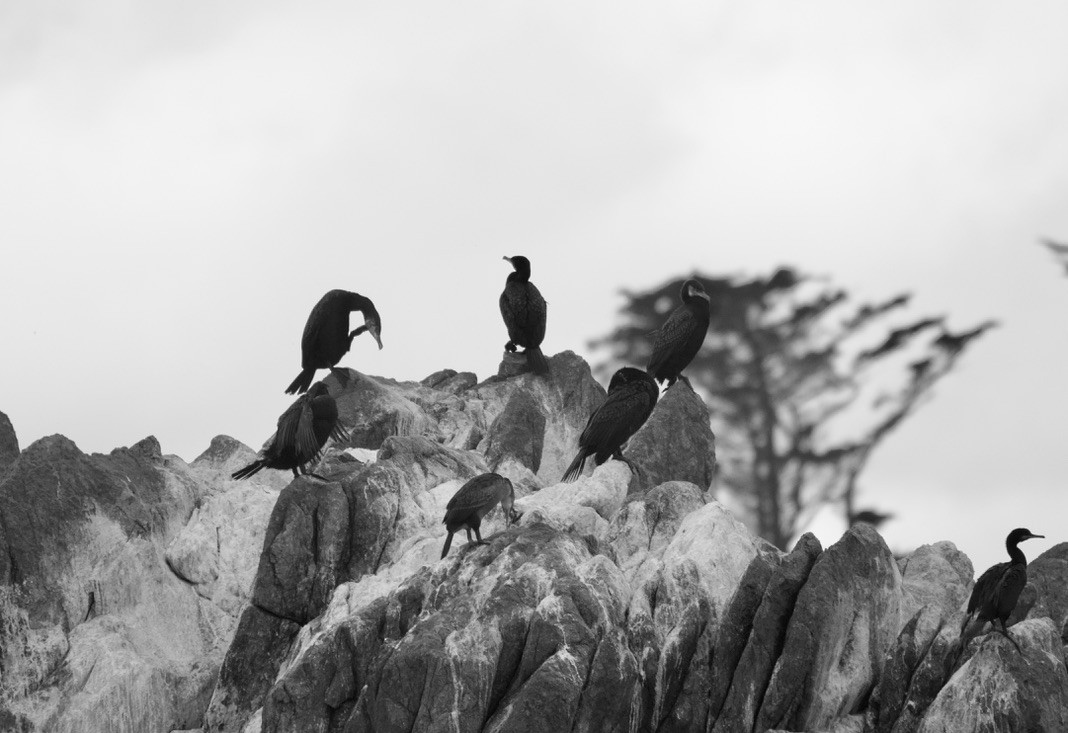 Great Cormorant - ML641353140