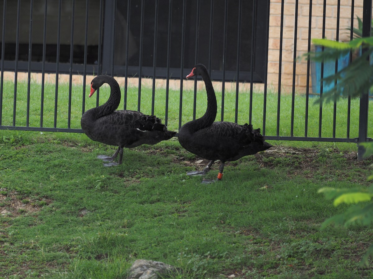 Cisne Negro - ML641353148