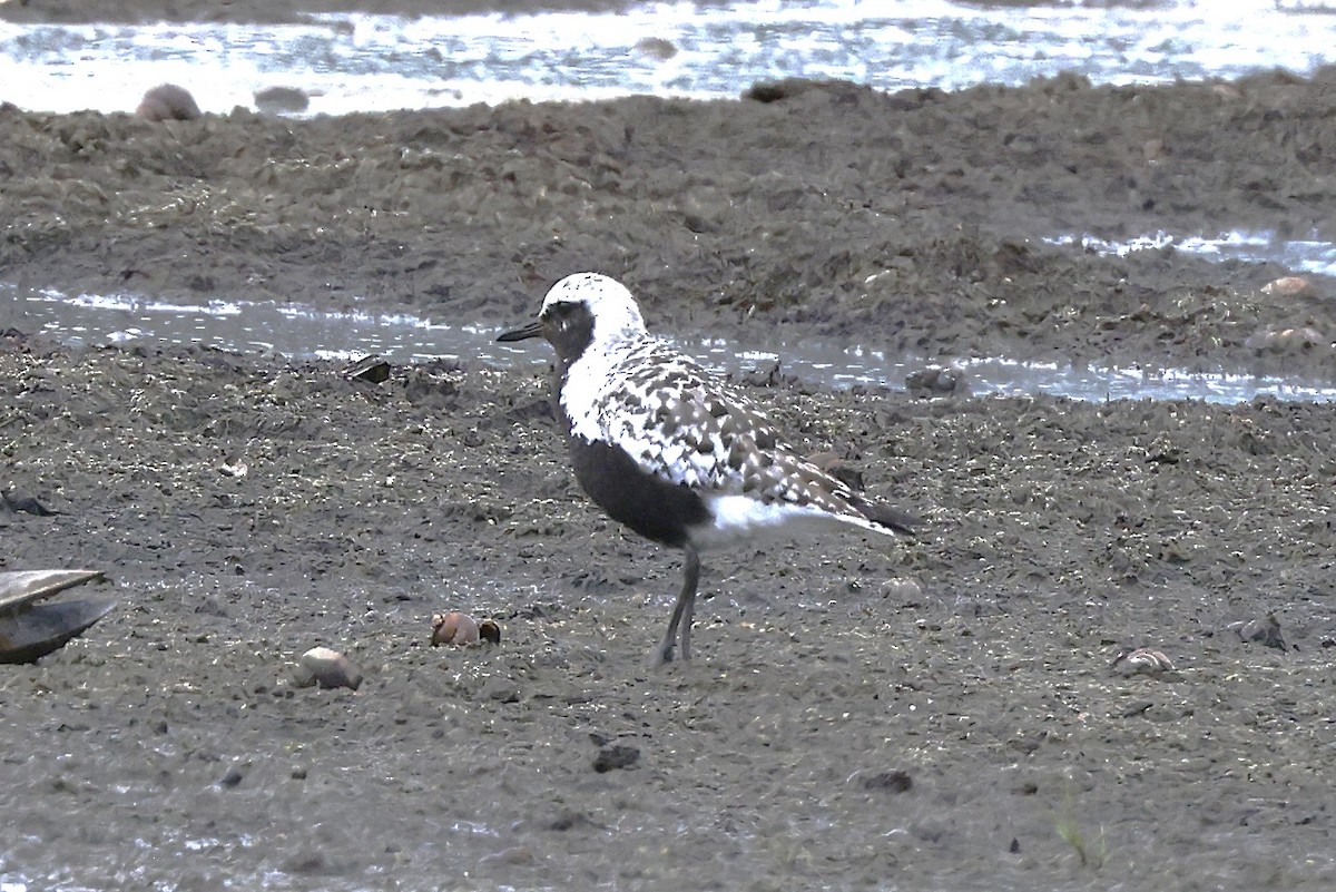 Black-bellied Plover - ML641353168