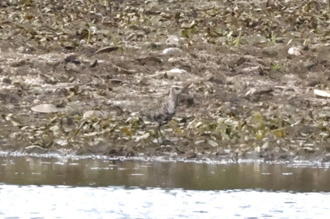 American Golden-Plover - ML641353181