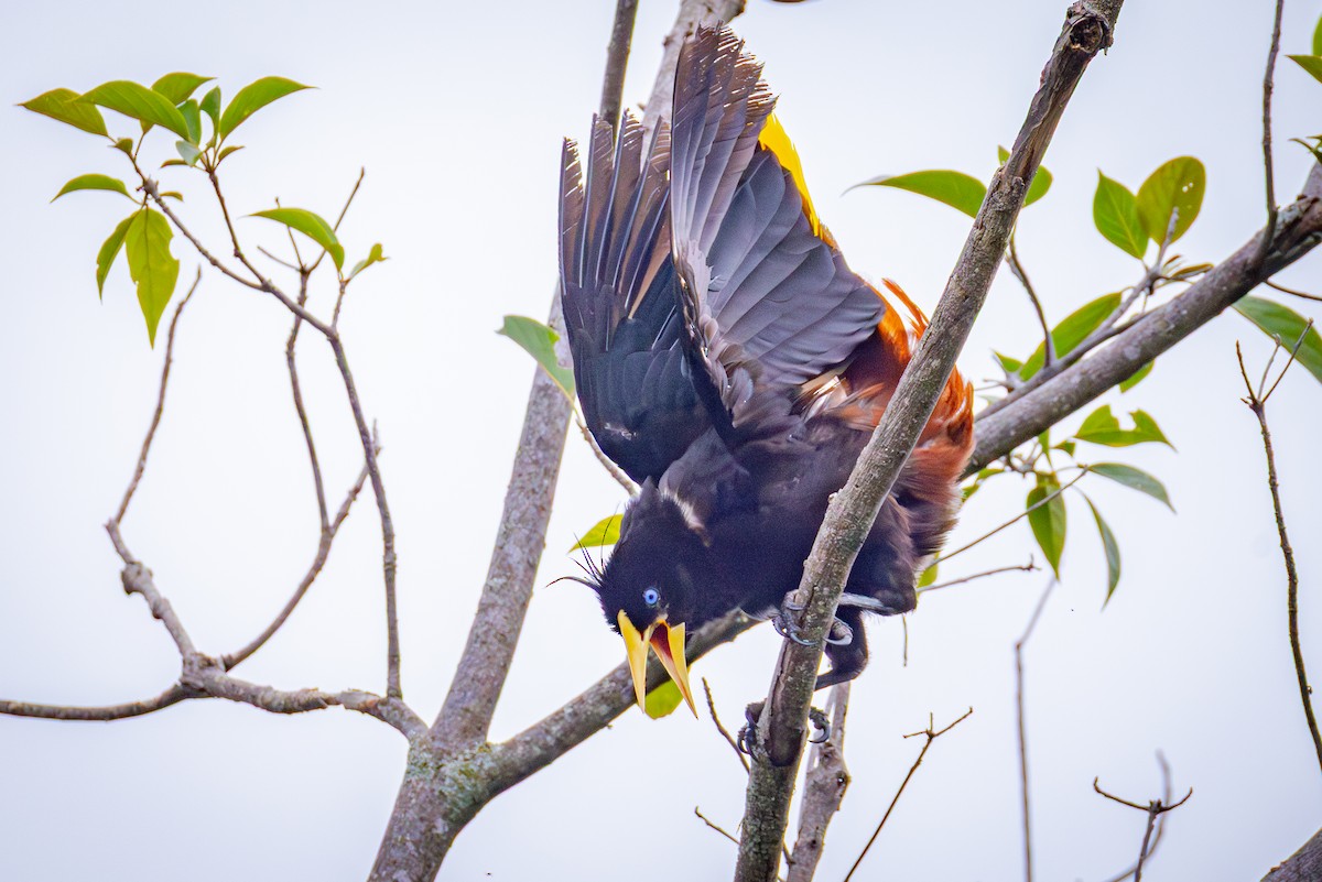 soldatoropendola - ML641353182