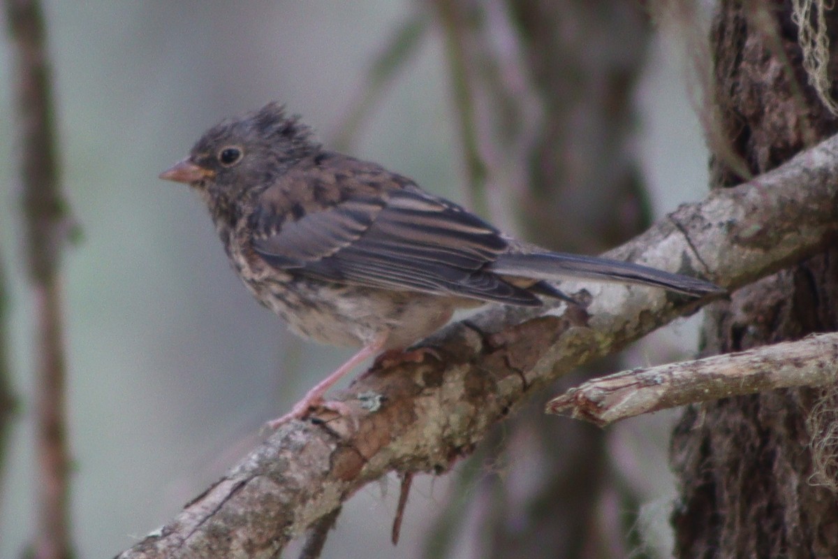 Dark-eyed Junco (Oregon) - ML641353203