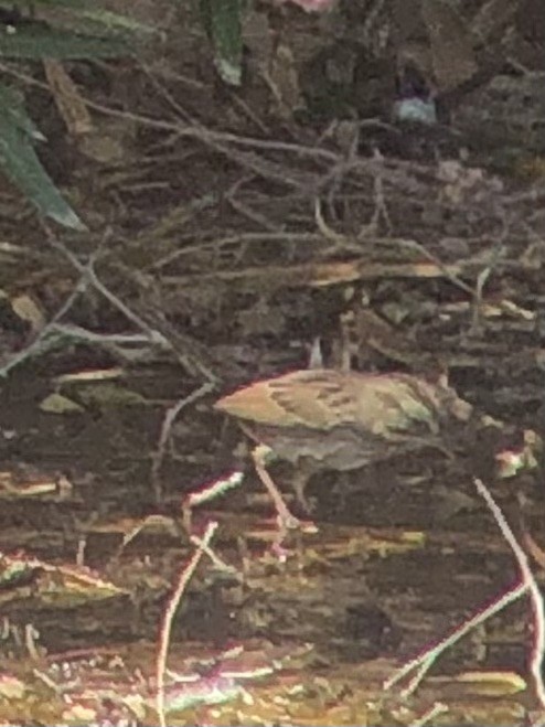 Lincoln's Sparrow - ML641353207