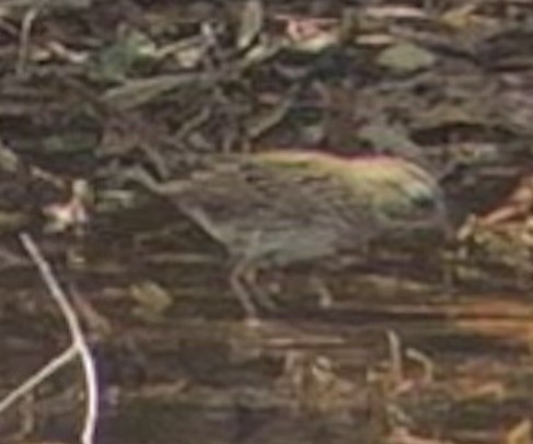 Lincoln's Sparrow - ML641353208