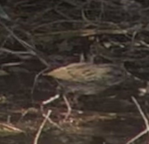 Lincoln's Sparrow - ML641353219