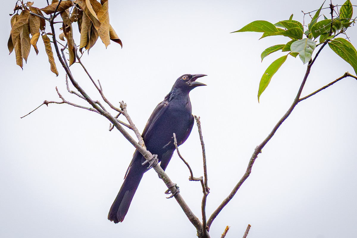 Giant Cowbird - ML641353222