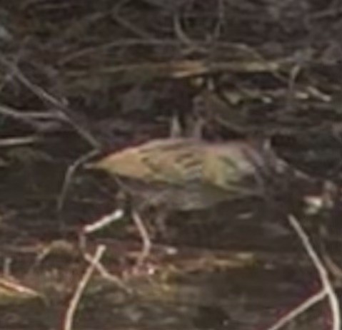Lincoln's Sparrow - ML641353223