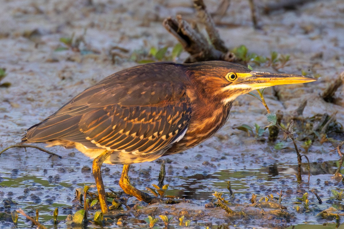 Green Heron - ML641353234