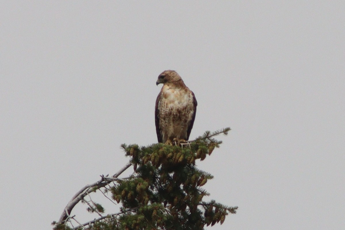 Red-tailed Hawk (calurus/alascensis) - ML641353237