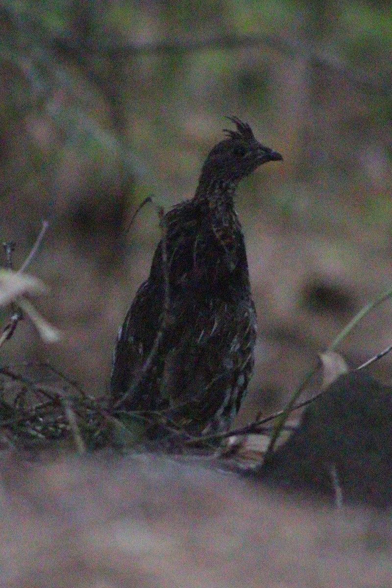 Ruffed Grouse - ML641353264