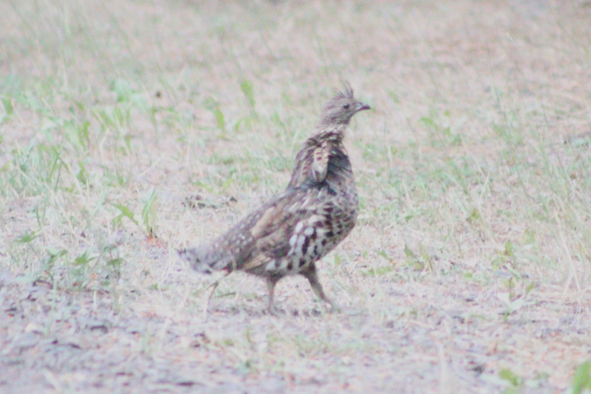 Ruffed Grouse - ML641353265