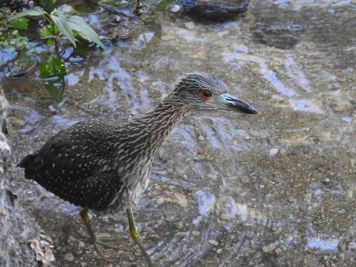 Yellow-crowned Night Heron - ML641353267