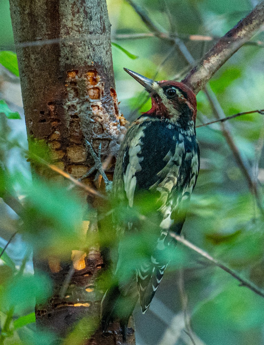 Red-naped x Red-breasted Sapsucker (hybrid) - ML641353277