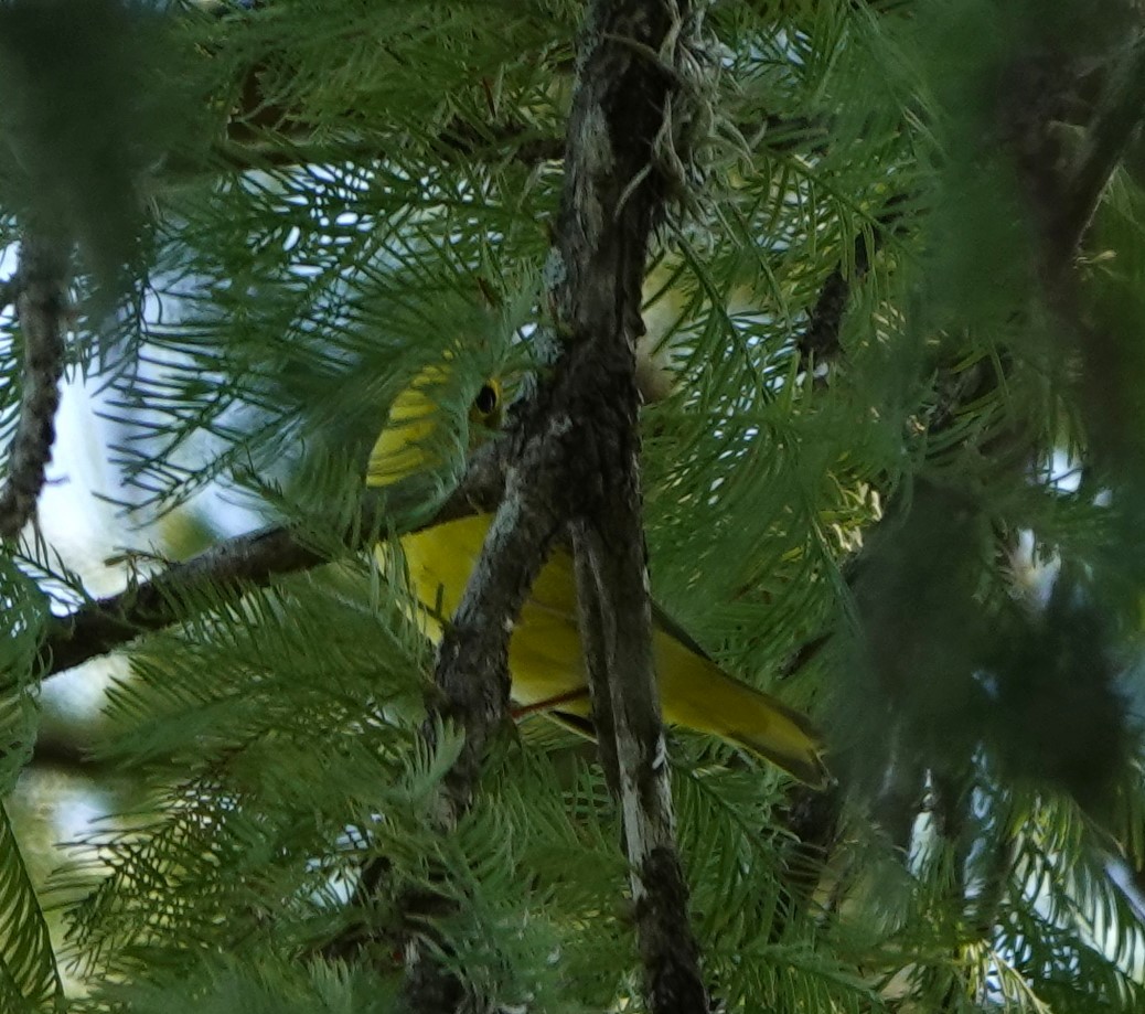 Yellow Warbler - ML641353280