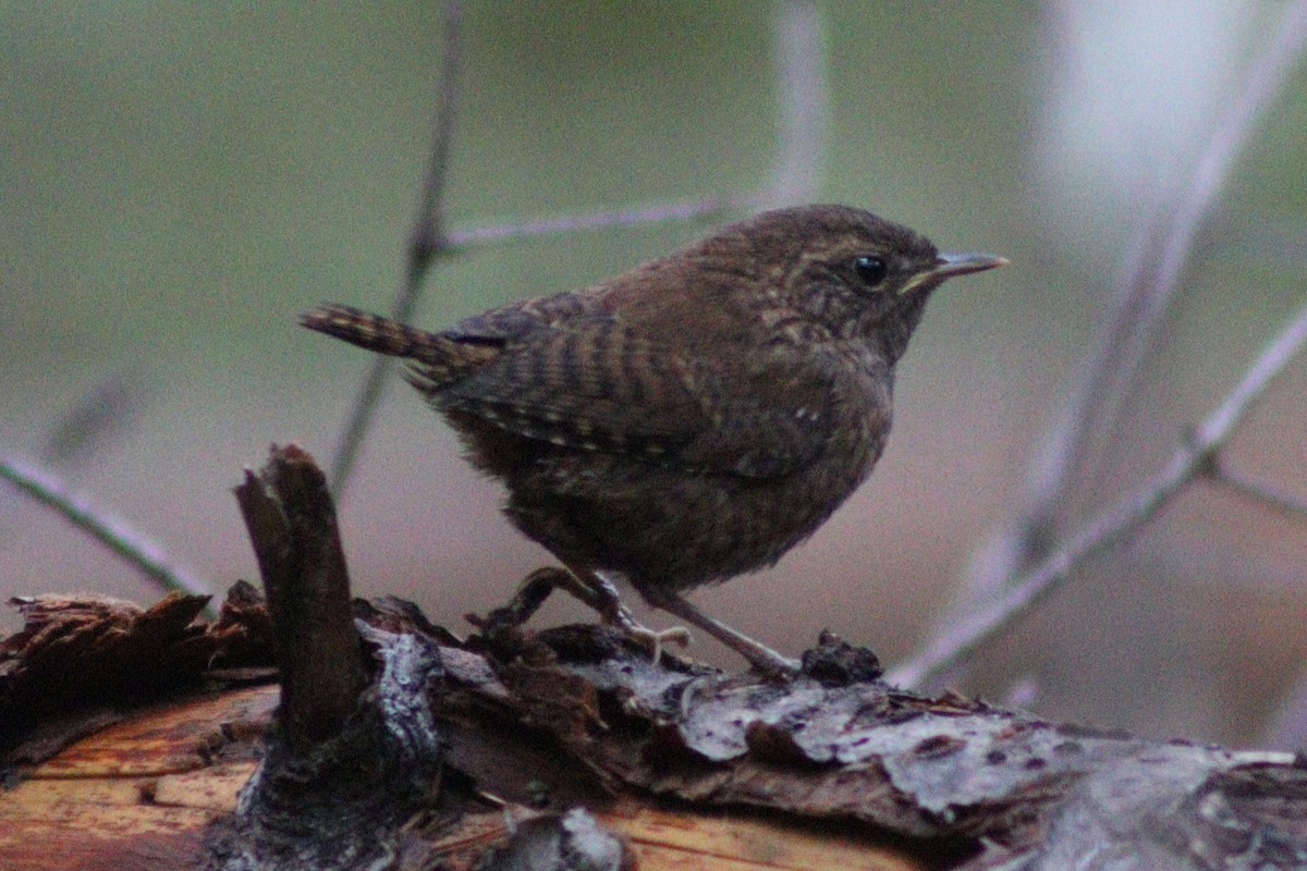 Pacific Wren - ML641353318