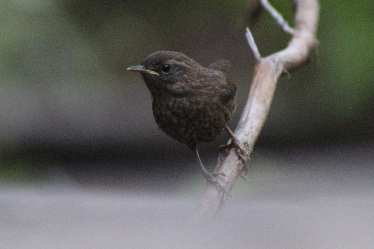 Pacific Wren - ML641353319