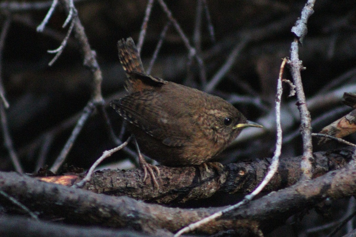 Pacific Wren - ML641353320