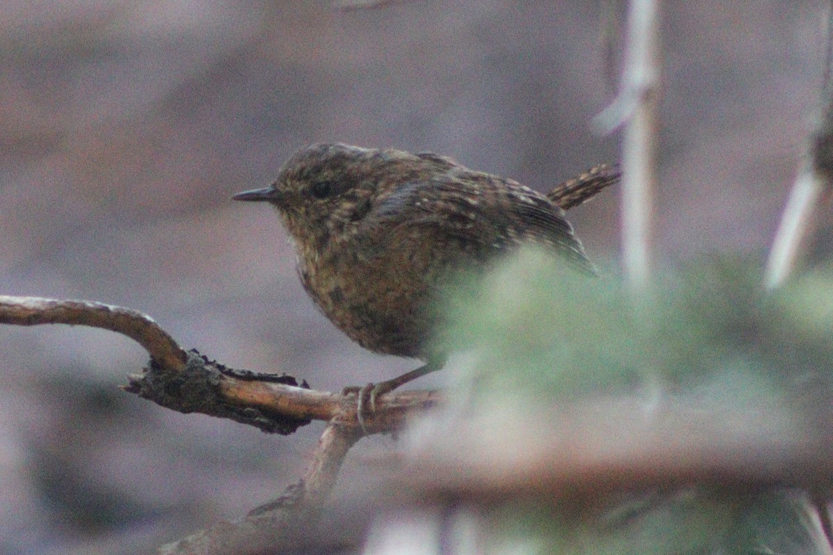 Pacific Wren - ML641353321
