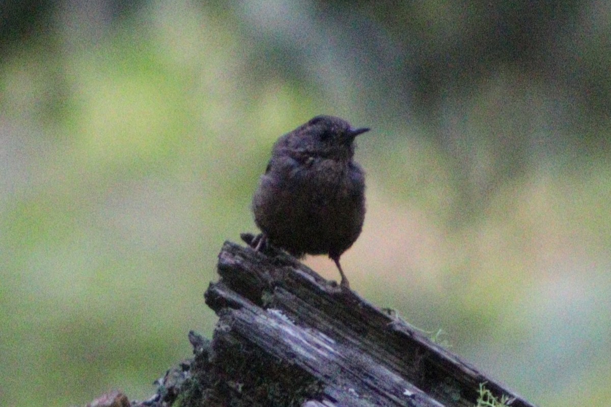 Pacific Wren - ML641353322