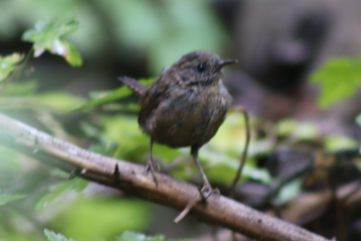 Pacific Wren - ML641353323