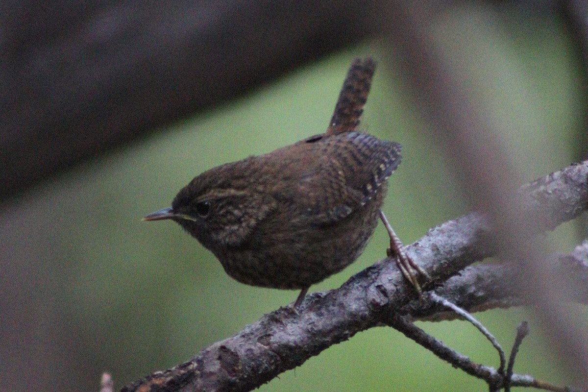 Pacific Wren - ML641353324