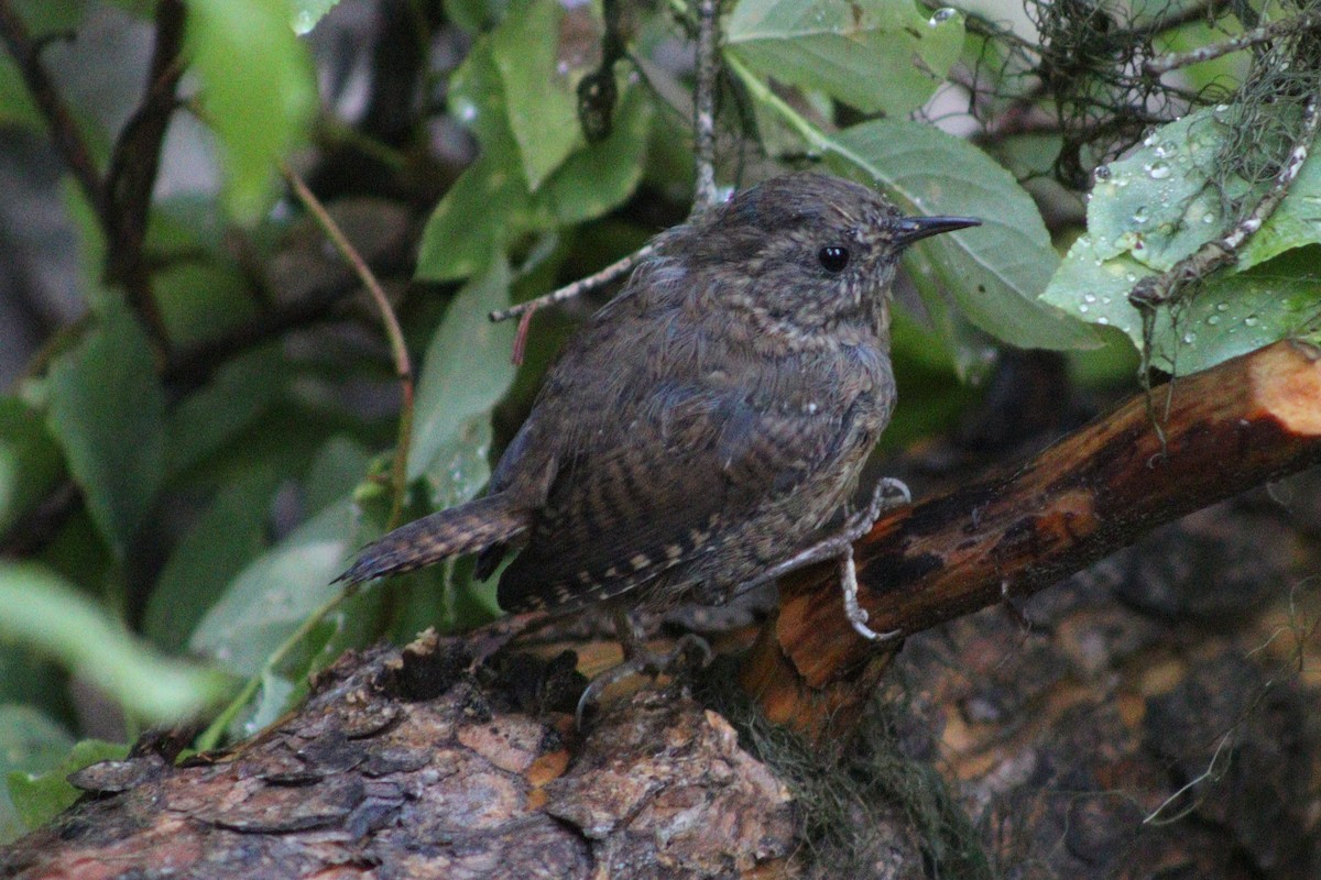 Pacific Wren - ML641353326