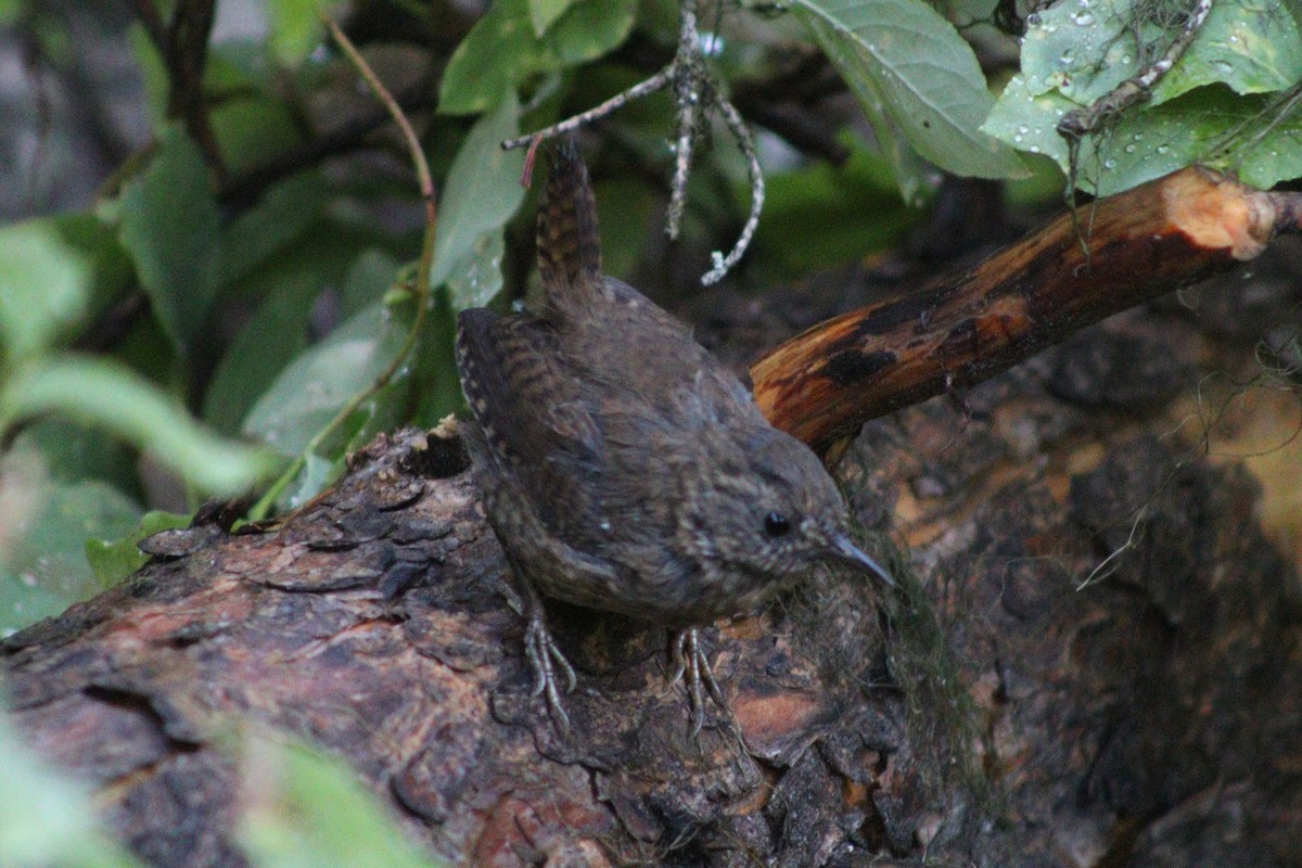 Pacific Wren - ML641353327