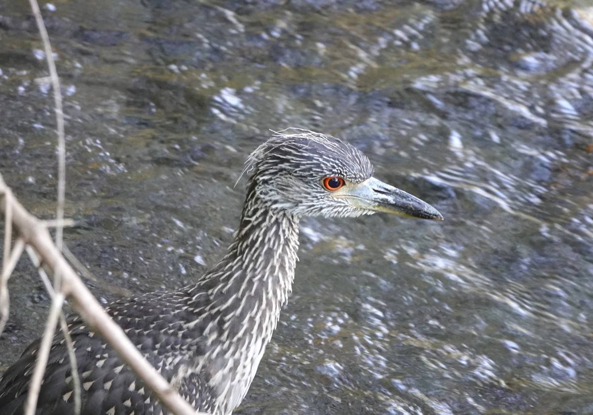 Yellow-crowned Night Heron - ML641353352