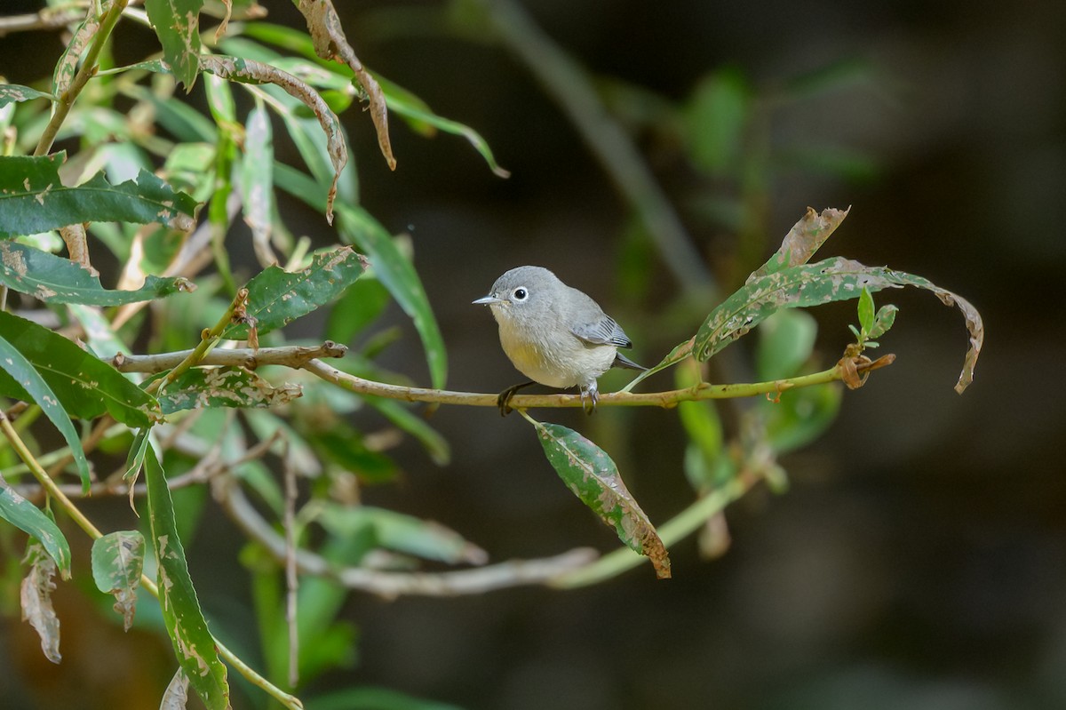 Virginia's Warbler - ML641353354