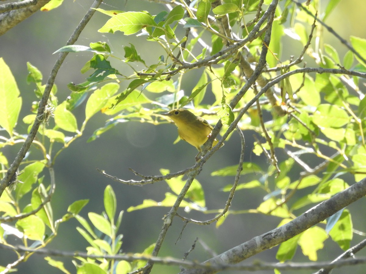 Yellow Warbler - ML641353372