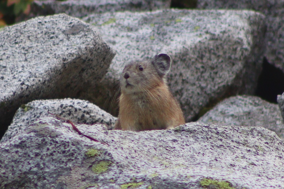 Gray-headed Pika - ML641353389