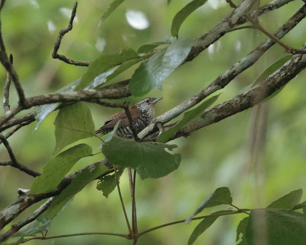 Banded Wren - ML641353394