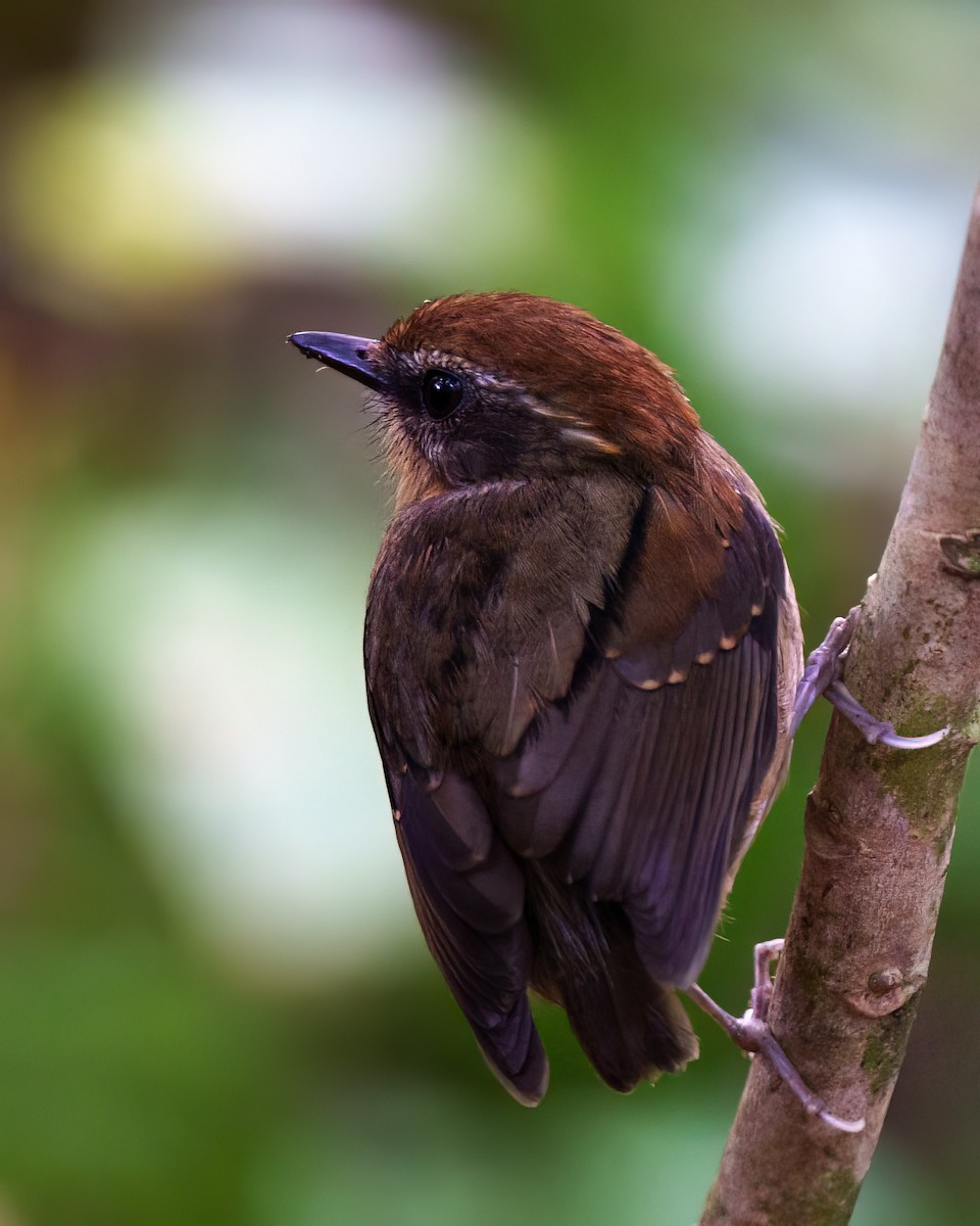 Black-cheeked Gnateater - ML641353398