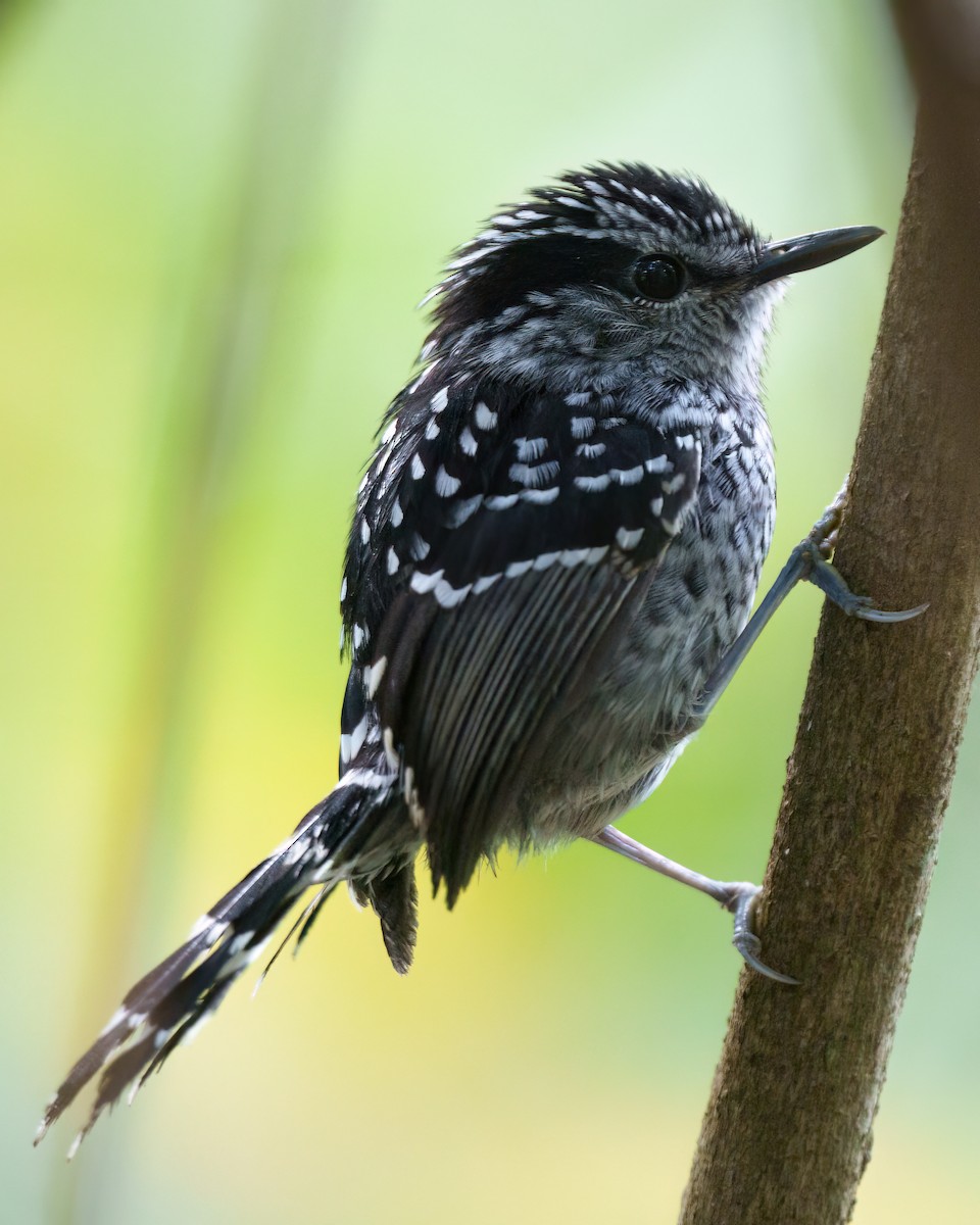 Scaled Antbird - ML641353411