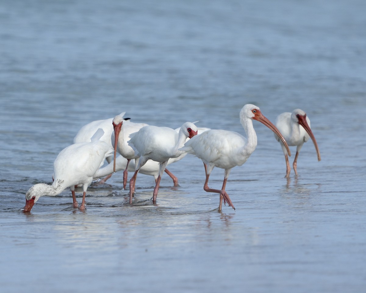 Ibis blanc - ML641353420