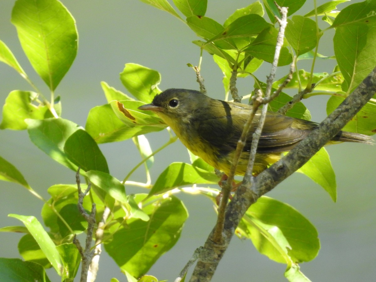Mourning Warbler - ML641353525