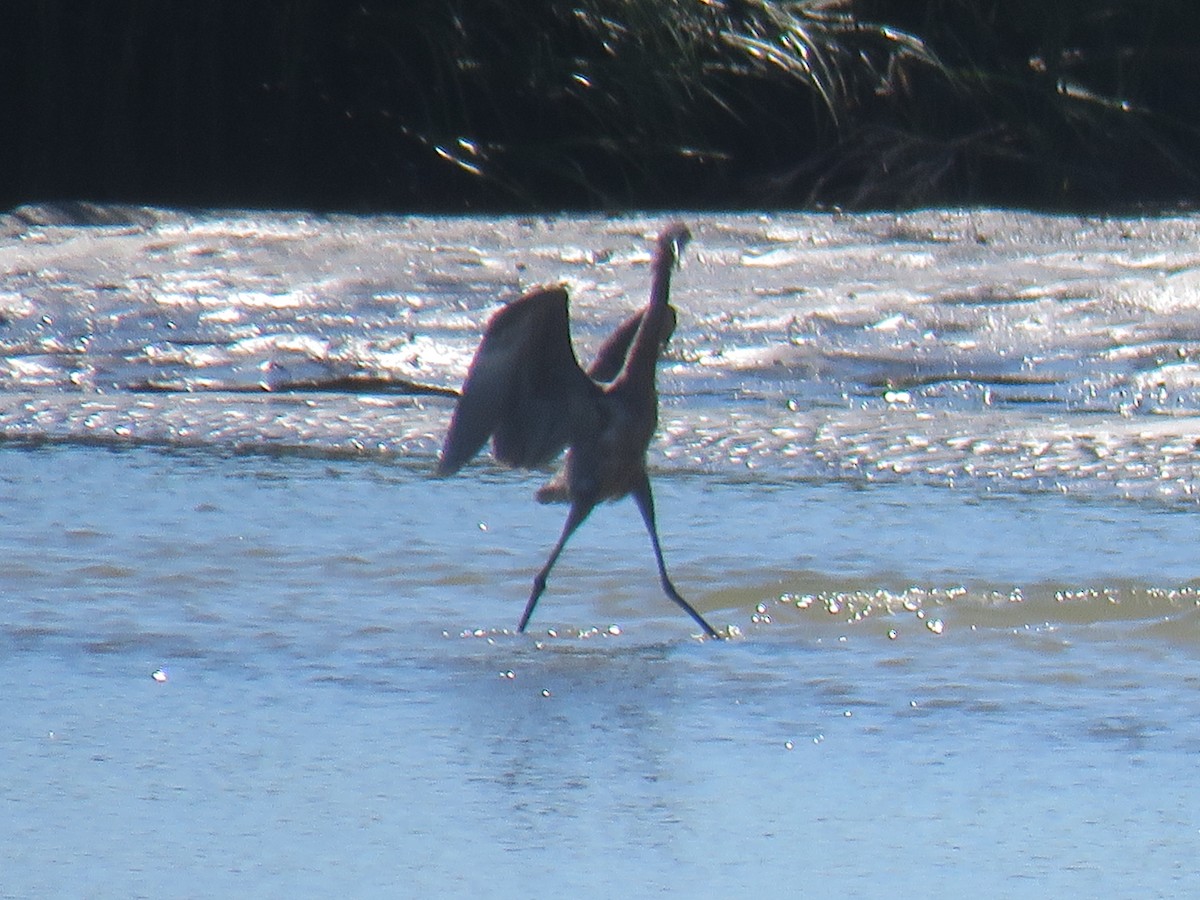 Reddish Egret - ML641353537