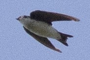Tree Swallow - ML641353561