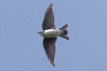 Tree Swallow - ML641353562