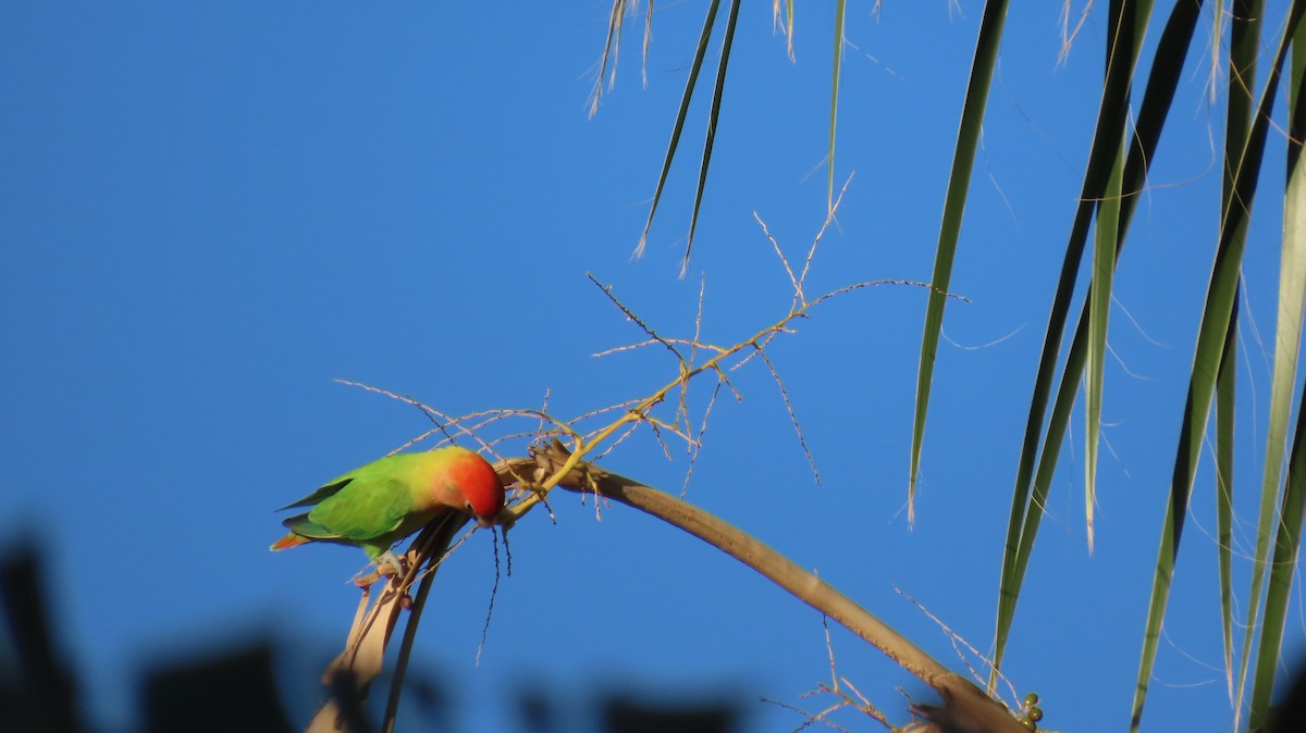 Rosy-faced Lovebird - ML641353612