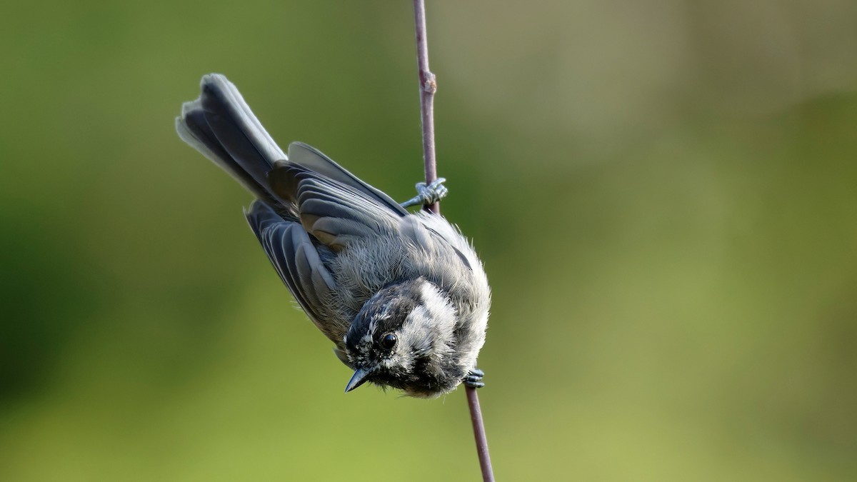 Mésange de Gambel - ML641353648